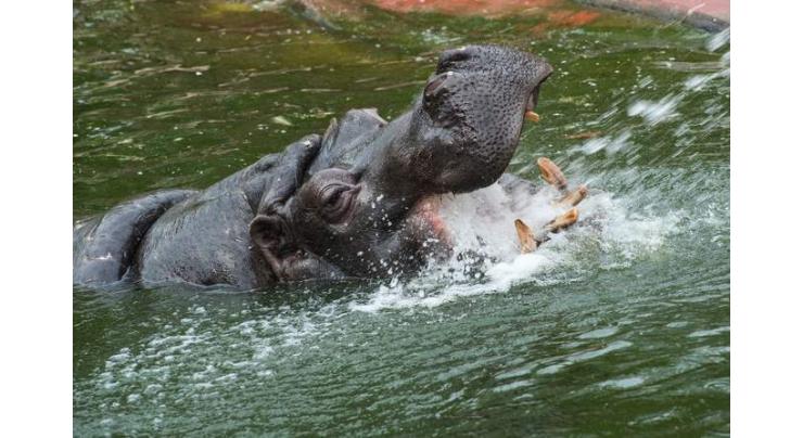 Belgian zoo hippos test positive for Covid
