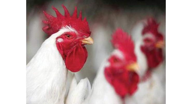 Free poultry training course from Dec 13
