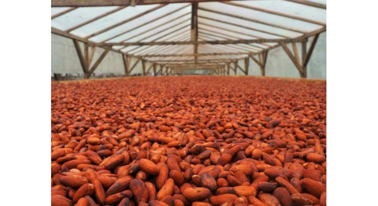 On Africa's 'chocolate islands', cocoa producers target luxury market
