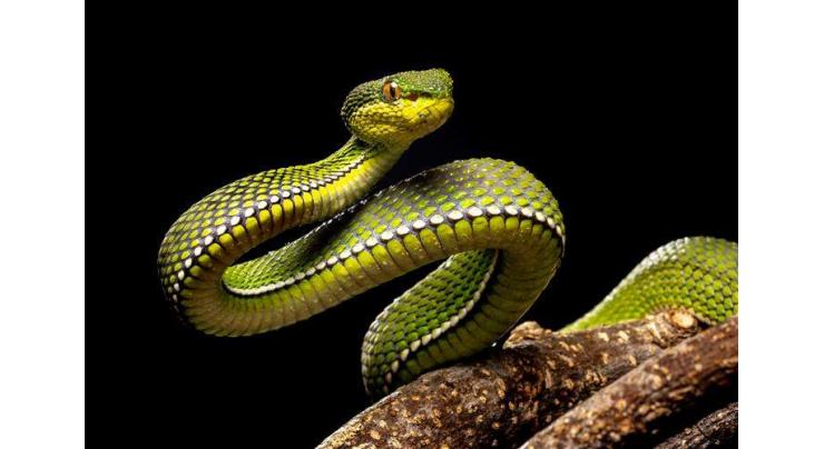 Aussie researchers show how venomous snakes alter course of human evolution
