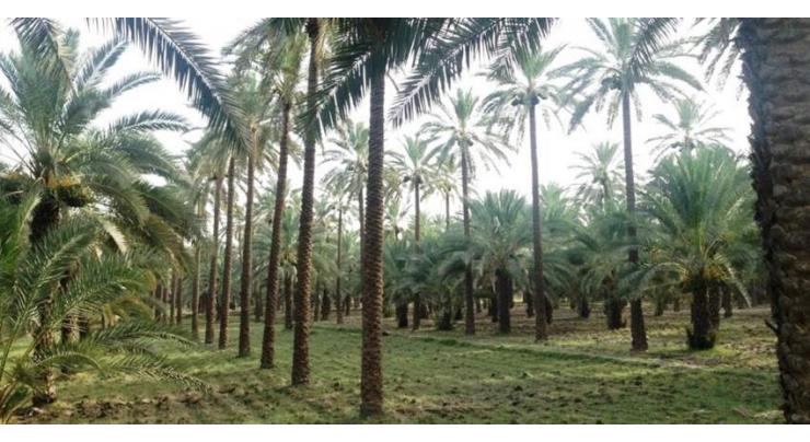 Chinese enterprises can expand investment in date-palm tree planting, processing in Pakistan

