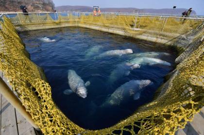 Russian 'Whale Jail' Cleared of Aviaries, Completely Shut Down