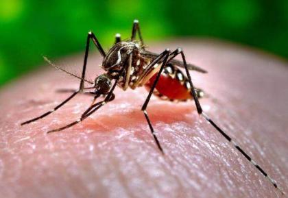 Four new dengue cases reported at allied hospitals
