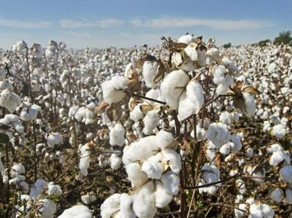 Over 7 mln cotton bales reach ginneries across Pakistan, output surge by 54 pc
