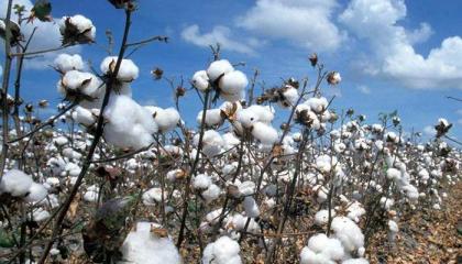 IPM model ensured Rs 40 bn saving, can fetch 15 mln cotton bales production: Secretary agriculture
