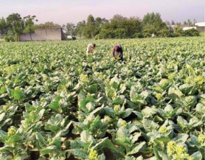 Minister for fixing Rs260 per Kg as tobacco purchase rate
