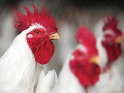 Free poultry training course from Dec 13
