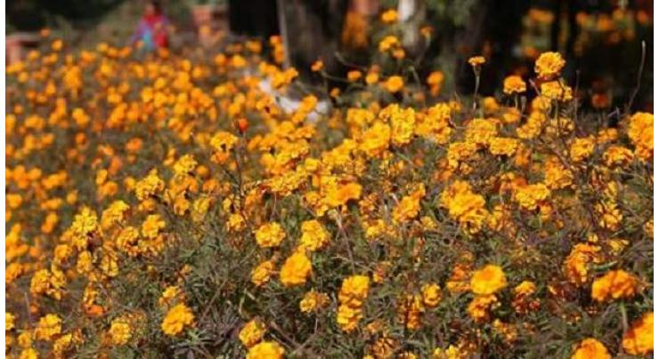 KMC to organize marigold/plants festival from Jan 7-9
