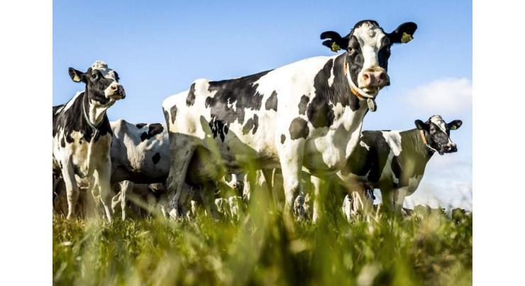 Dutch cow farmers face tough climate choices

