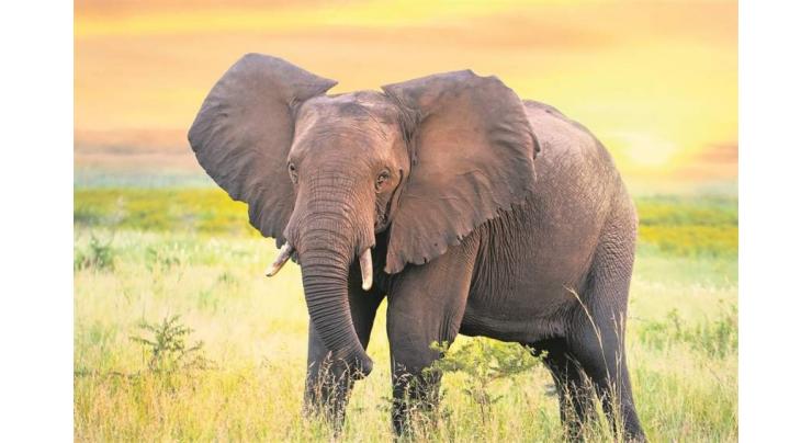 Elephant tramples Zimbabwean woman and baby
