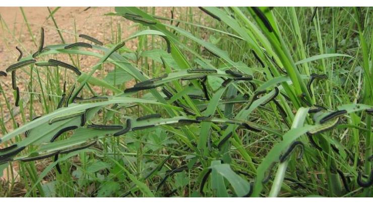Zambia announces outbreak of fall army worms
