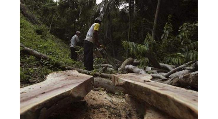 Indonesia revokes 2,300 mining, forest, plantation use permits
