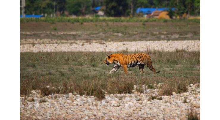 Malaysian villager killed in tiger attack
