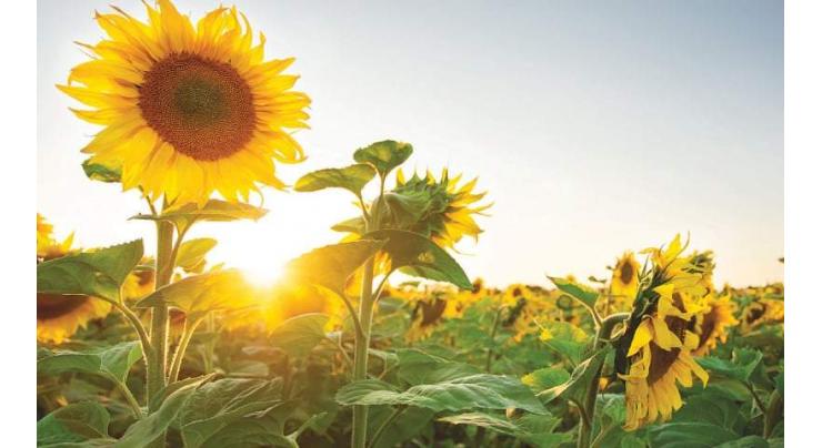 Advisory for Baharia sunflower cultivation
