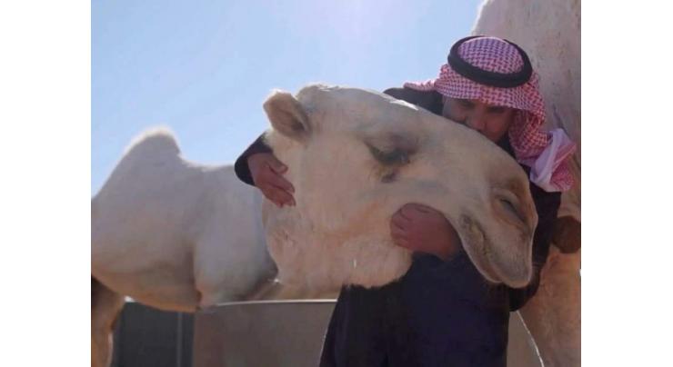 Hot milk and grooming for camels at Saudi luxury 'hotel'
