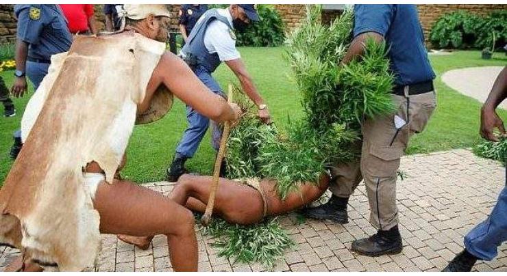 S African indigenous 'king' arrested for growing pot at presidency
