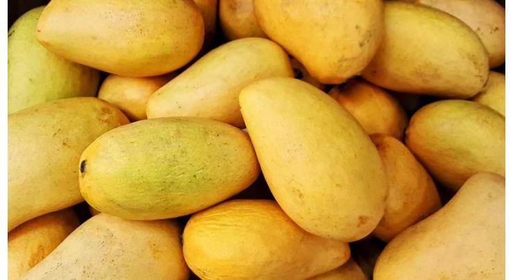 IPM model can improve mango production, quality
