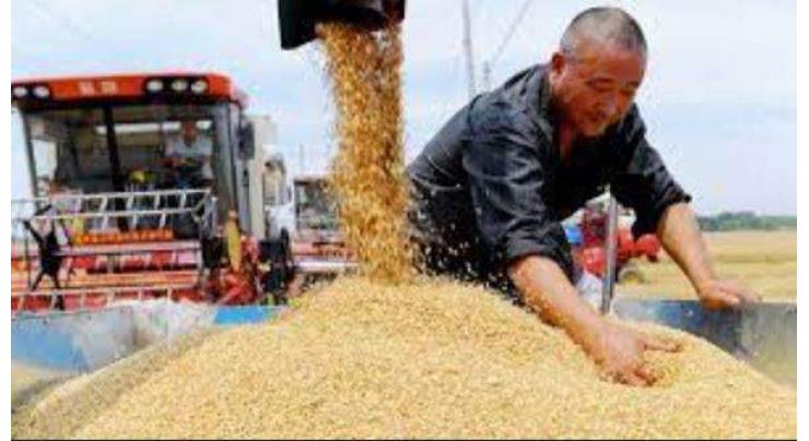 China aims at grain output of 700 bln kg by 2025
