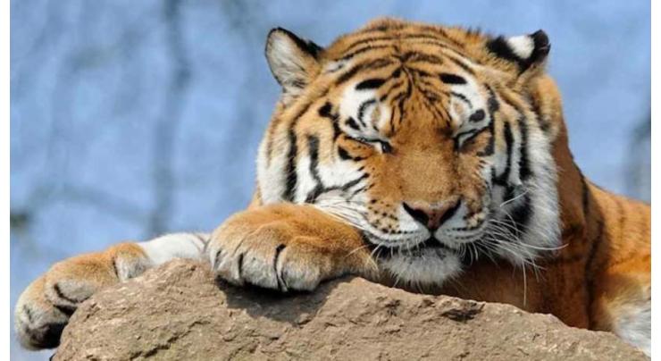 Amur Tiger Hit by Train in Russia's Khabarovsk Region - Local Authorities