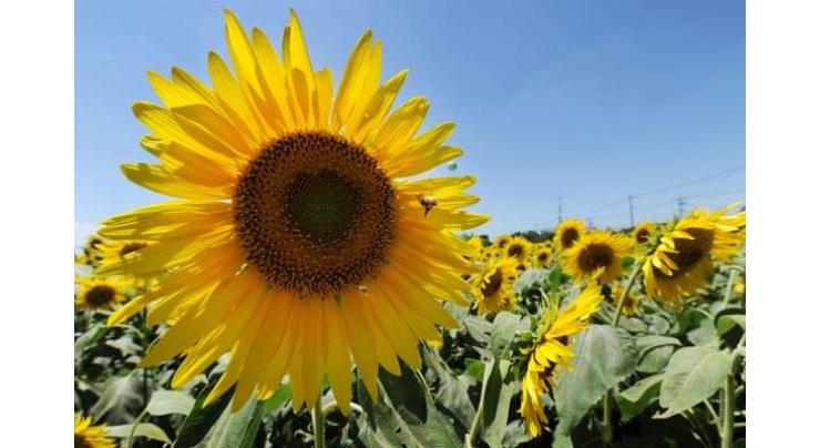 South Punjab farmers advised to complete sunflower sowing by Jan 31 to maximize production
