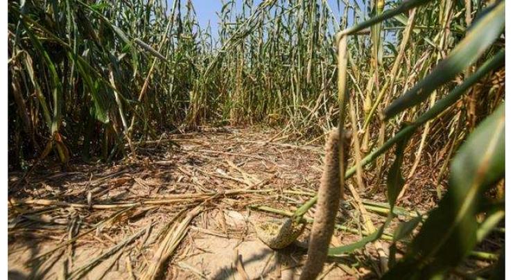Body of woman found in sugarcane field
