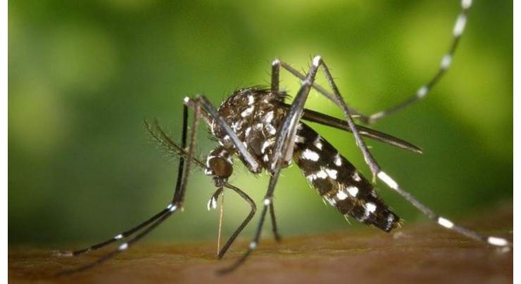 3 new cases of Dengue reported
