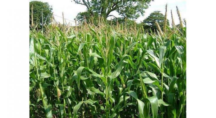 Baharia maize cultivation should be started immediately
