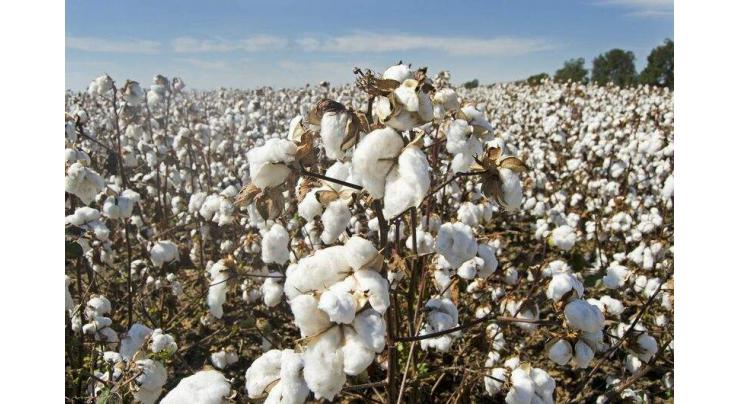 11 cotton seed varieties to be available for sowing in next season
