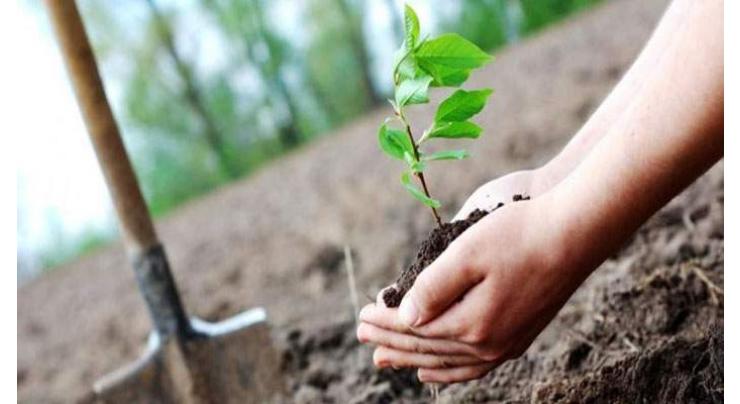 Spring festivals to be held to create awareness about tree plantation
