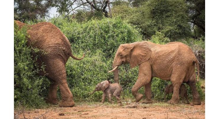 Rare baby elephant twins born in Kenya
