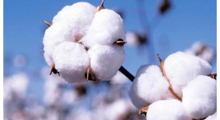 Cotton futures close lower
