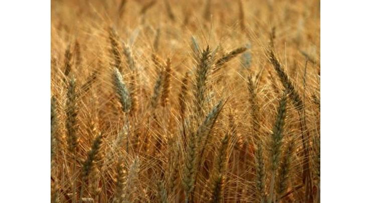 Saqib Ateel directs officers to guide farmers to avoid rust attack in wheat crop

