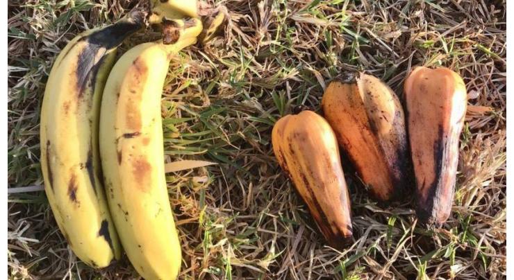 False Banana; wonder-crop in face of food security
