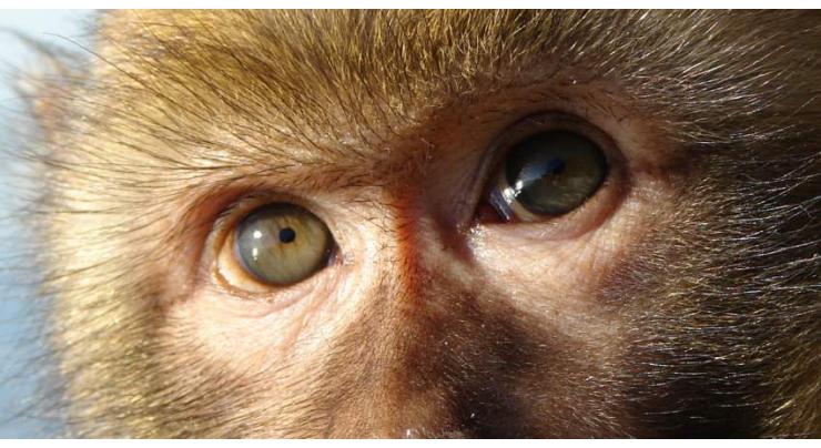 Russian Scientists Install Brain Implant for Restoring Vision in Monkey - University