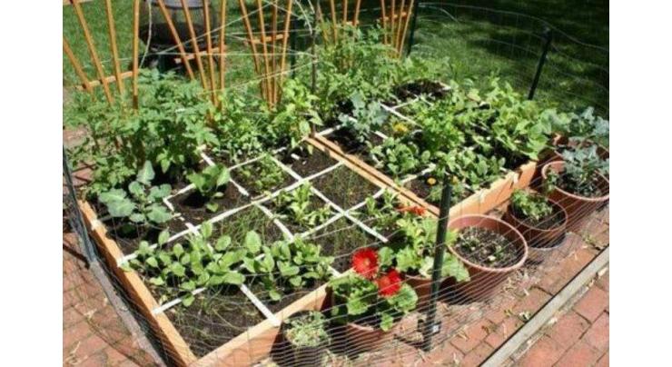 Kitchen gardening on rise in Islamabad
