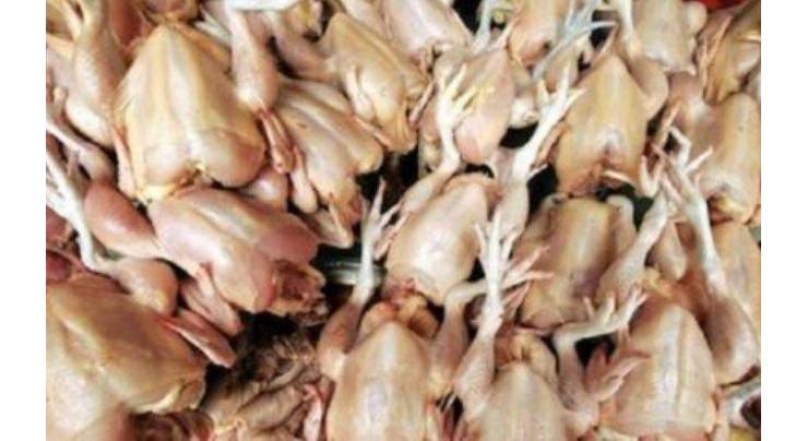 Food authority seized 600 kg unhygienic chicken meat
