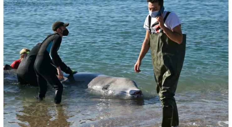 Ailing whale found near Athens returns to deeper waters
