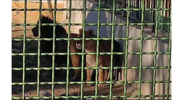 Lioness kills keeper, escapes Iran zoo with mate
