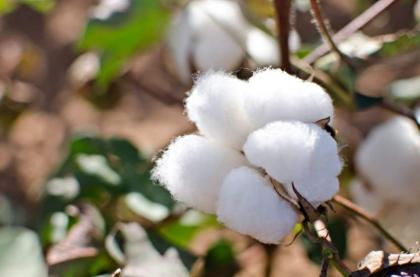 Spot rates of cotton (Crop 2021-22)
