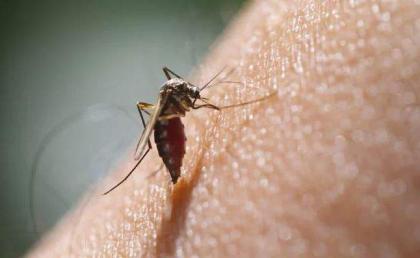 Another dengue case reported in Punjab
