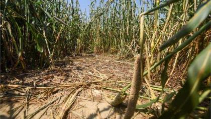 Body of woman found in sugarcane field
