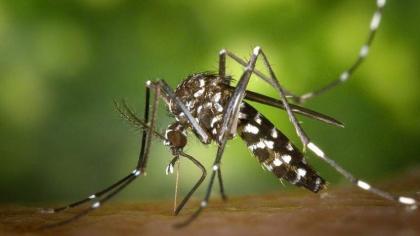No case of dengue reported in Punjab
