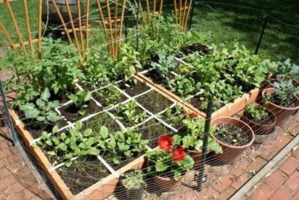 Kitchen gardening on rise in Islamabad
