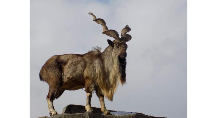 26 communities get Rs 74 m share of Trophy Hunting of Markhor, Ibex
