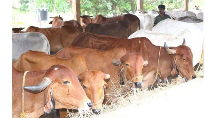 Farmer's field day held at Sararogha to vaccinate, deworm cattle
