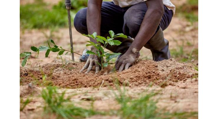 Agri Department to plant 0.4m trees in South Punjab
