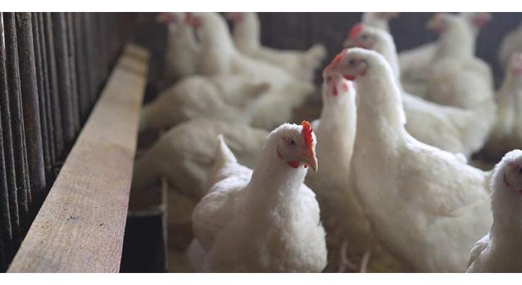 Philippines calls for vigilance against bird flu spread
