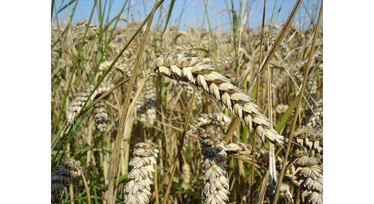 Wheat harvest indicates prospects of good production: secretary agriculture
