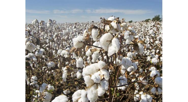 Secretary agriculture orders availability of cotton seed, fertilizers at fixed price for cotton crop
