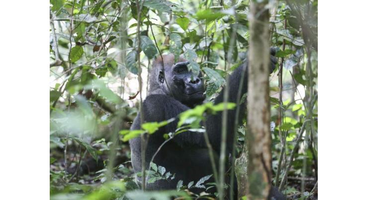 Gabon counts on visitors to help preserve great apes
